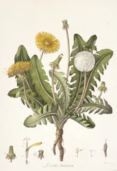 Leontoden Taraxacum from Flora Londinensis